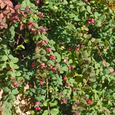 Hancock Coralberry